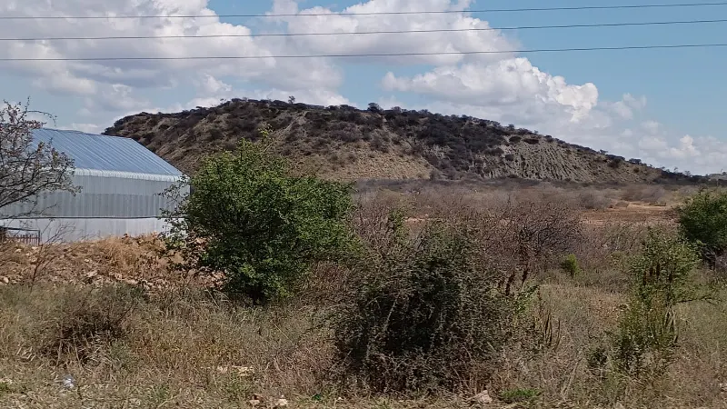 A long, flat-topped heap of historic mine waste covered in low bush, behind green scrub and a metal shed.